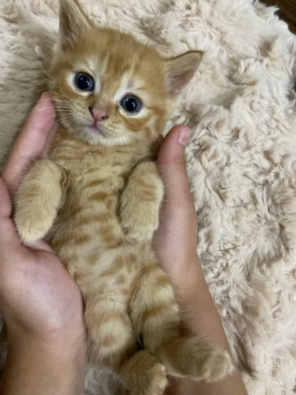кошка 1 кошка 1