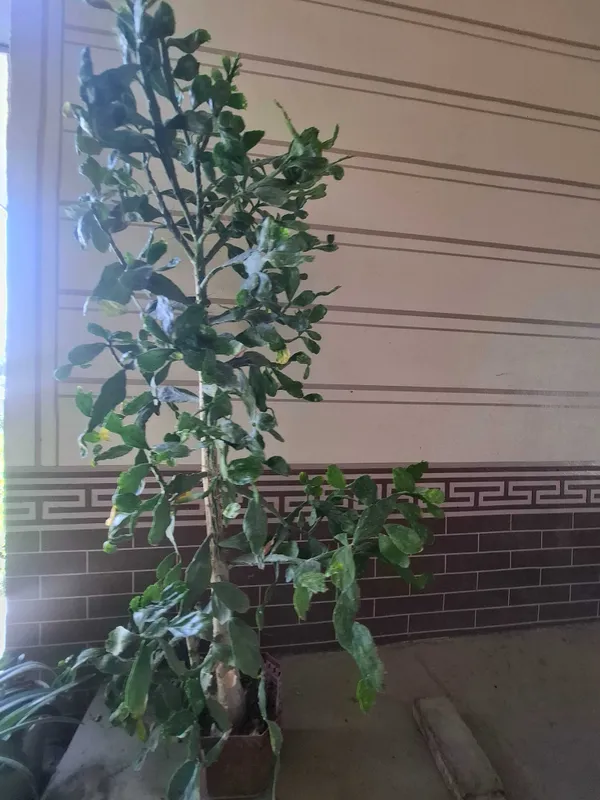 Brasiliopuntia.Ofis va uy uchun gul. 1 Brasiliopuntia.Ofis va uy uchun gul. 1