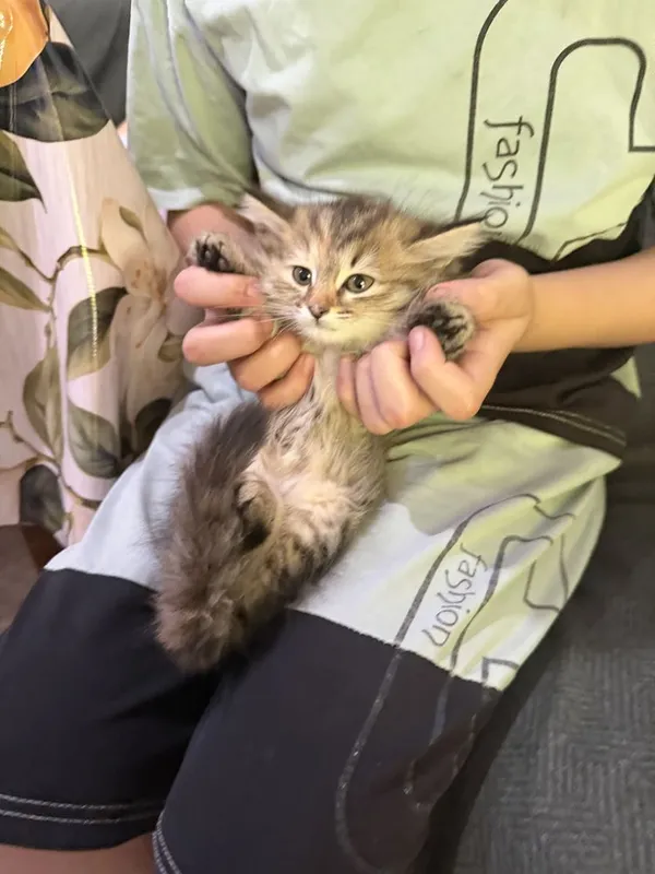 Котята Mushukcha sotiladi ko’rim yidi parodali — фото 1