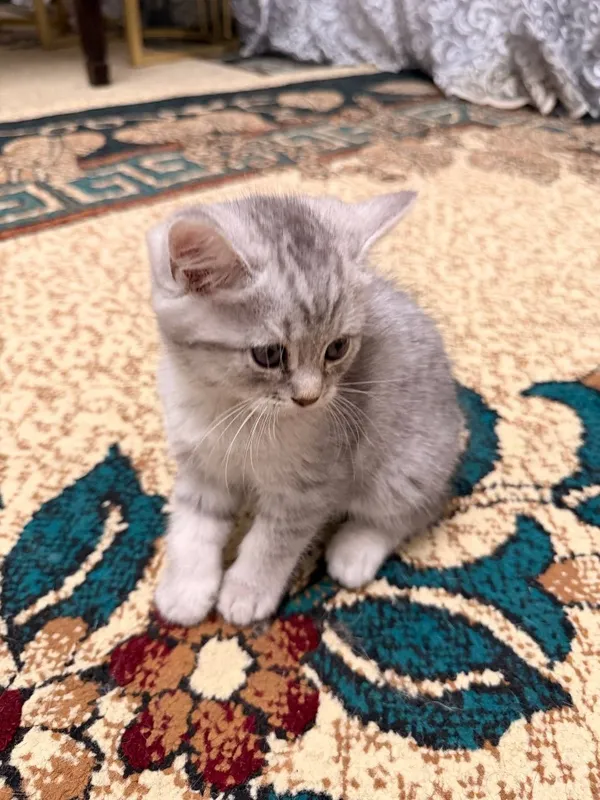 Серебристый шиншила & скотиш страйт 3