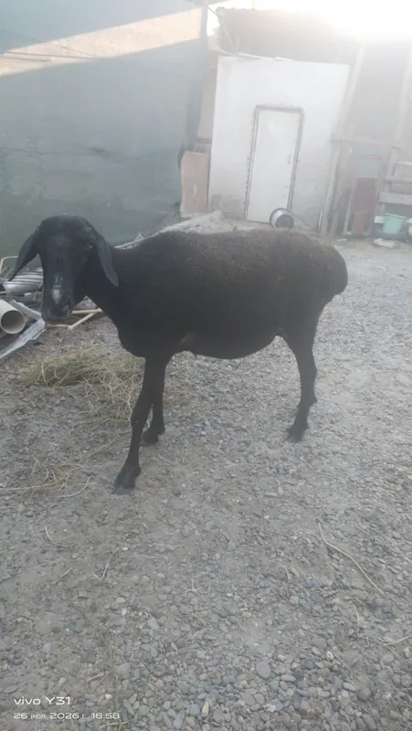 Ona bola qoʻylar bolasi qoʻchqorcha 3