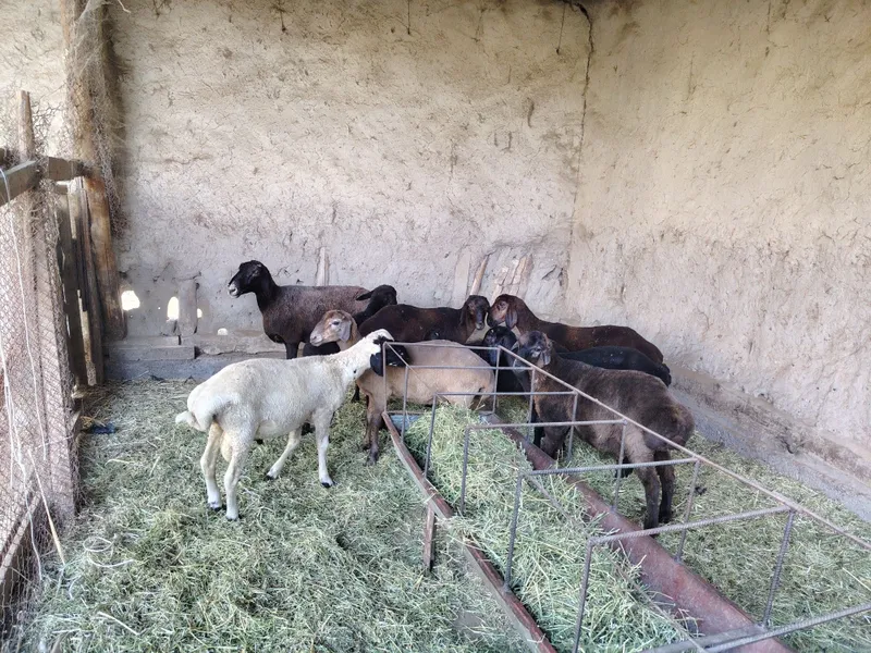 Barralar sotiladi. Arpa va beda bilan boqilgan. 3 Barralar sotiladi. Arpa va beda bilan boqilgan. 3