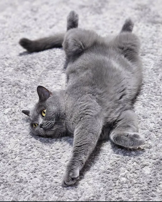Вязка кота британской породы! — фото 3