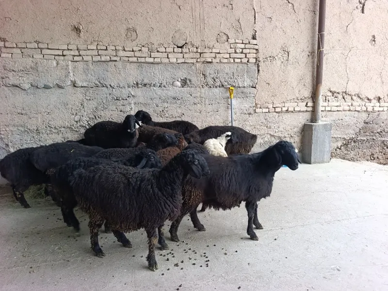 Ona bola quylar birinci qorin va bugozlar