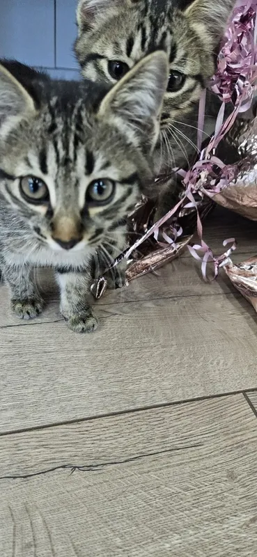 Котенок мальчик 2 месяца — фото 3