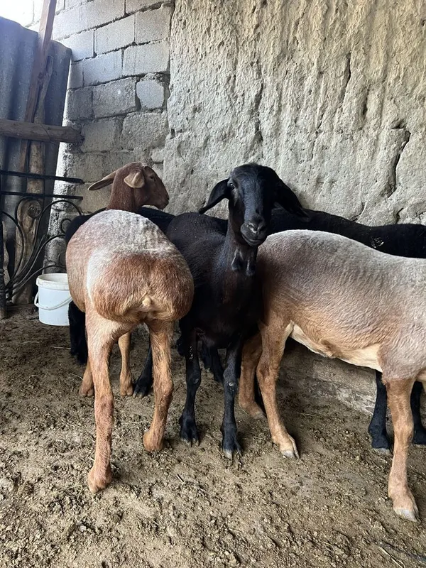 Qoylar sotiladi 5800dan 2 Qoylar sotiladi 5800dan 2
