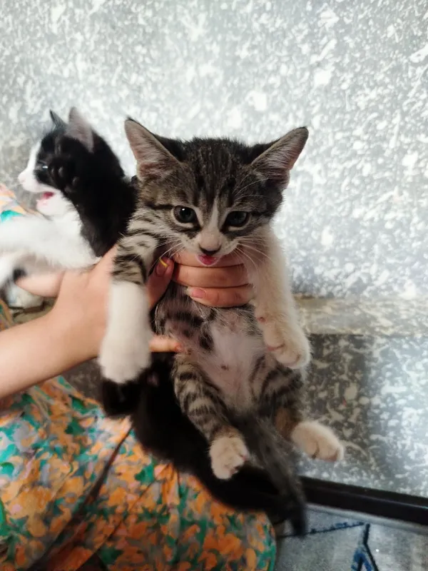 Отдадим котят в хорошие руки 2 Отдадим котят в хорошие руки 2