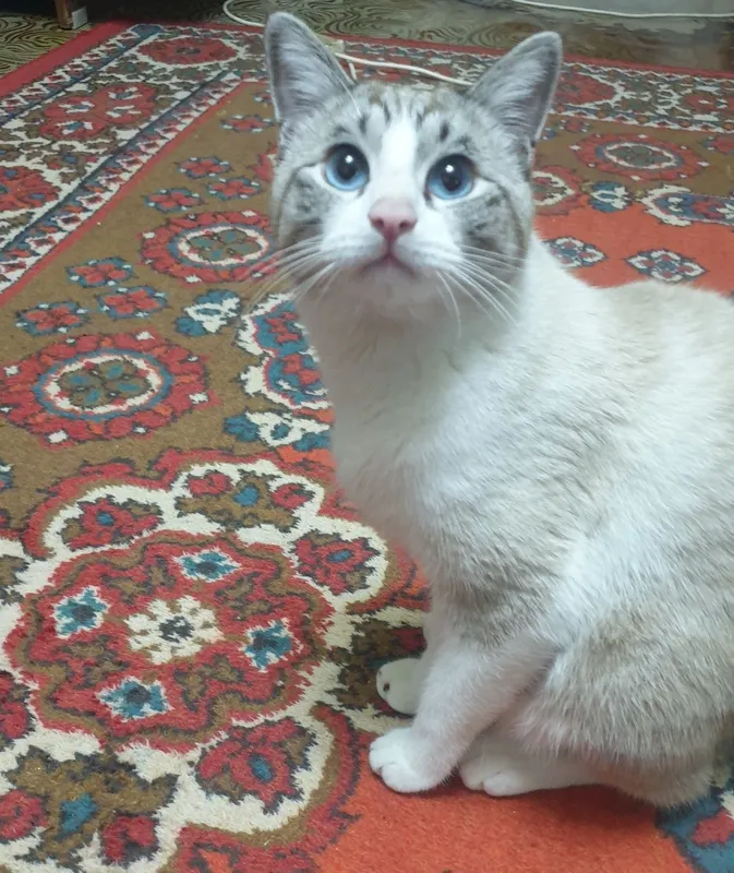 Кот мальчик 4 годика 1 Кот мальчик 4 годика 1