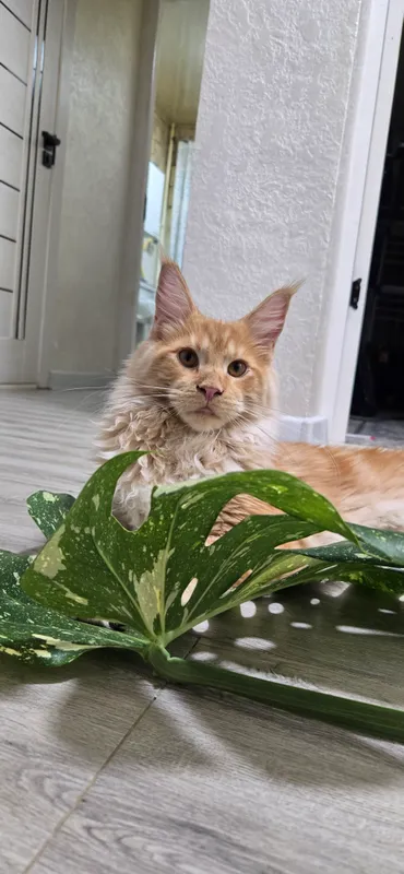 котята породы Мейн Кун — фото 2