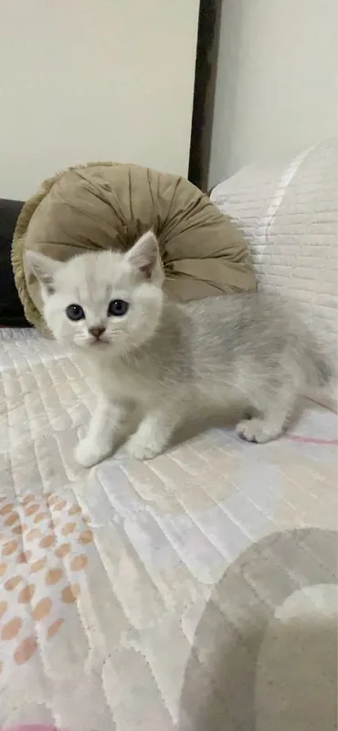 Серебристый шиншилла — фото 4