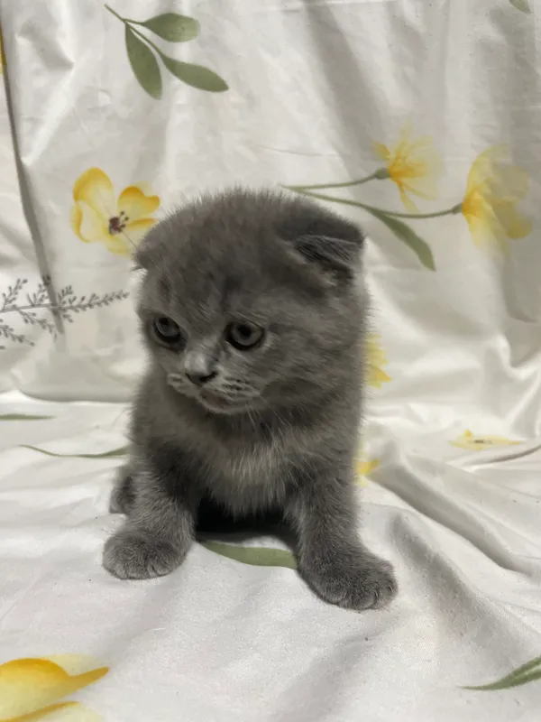 Мушукчалар Сотилади хаммаси СКОТИШ ФОЛД тоза — фото 5