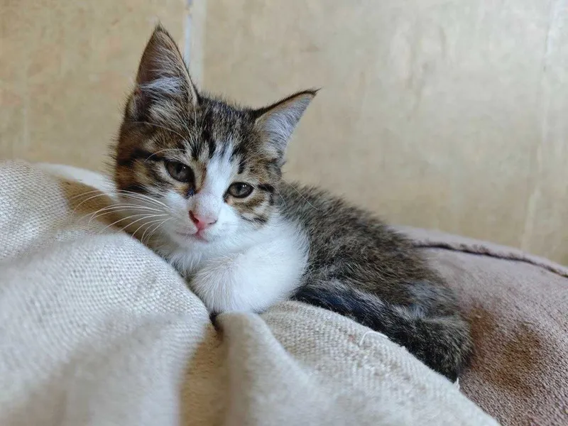 Котёнка в добрые руки! — фото 2