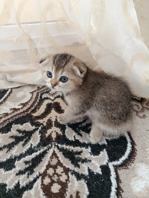 Самые милые котята Золотистые шиншиллы готовы к продаже — фото 3