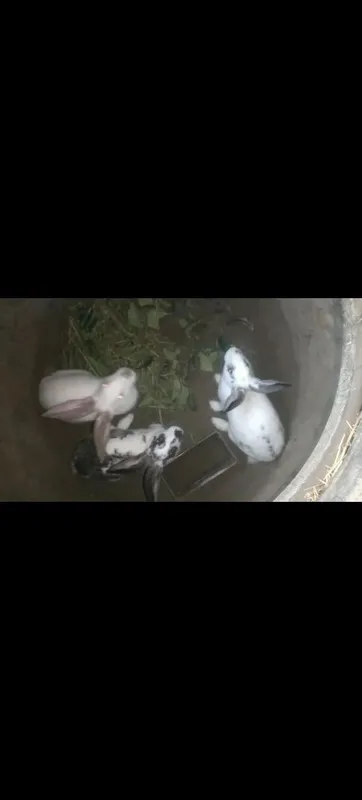 Quyonlar sotiladi! 2