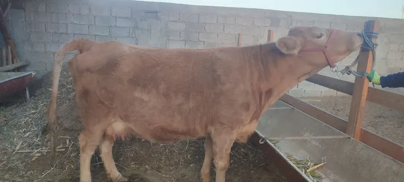 Ona bola sotiladi 1-qorin bolasi 5 oylik — фото 3