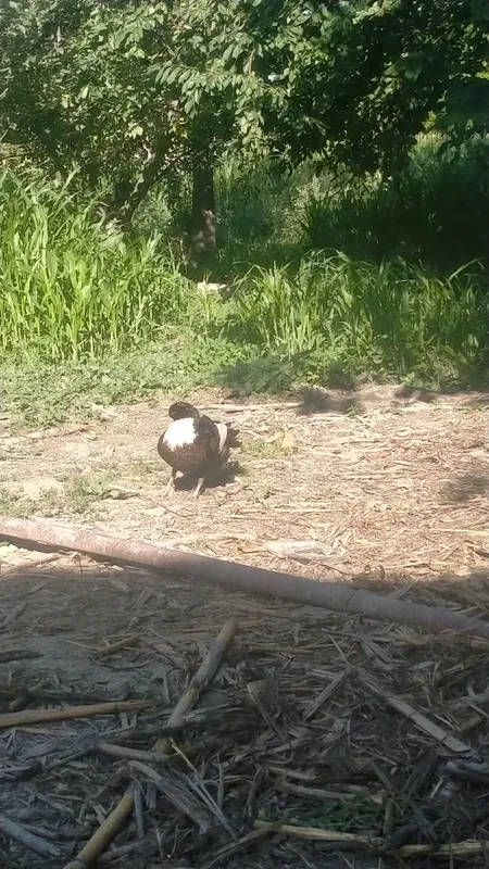 urdak zodli kuniga bits tuhim Bor irkakiyam bor 3 urdak zodli kuniga bits tuhim Bor irkakiyam bor 3
