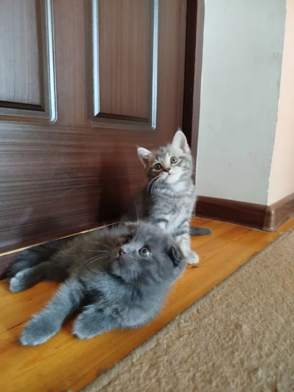 Котята, Scottish fold/straight, Скоттиш фолд страйт 1 Котята, Scottish fold/straight, Скоттиш фолд страйт 1