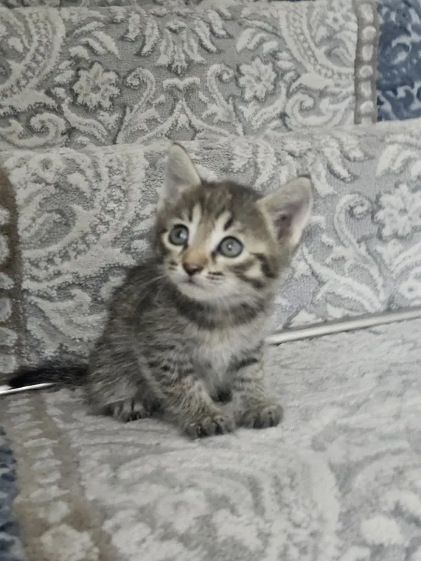 Asal mushukchalarim xadiyaga beraman yaxshi qo'larga