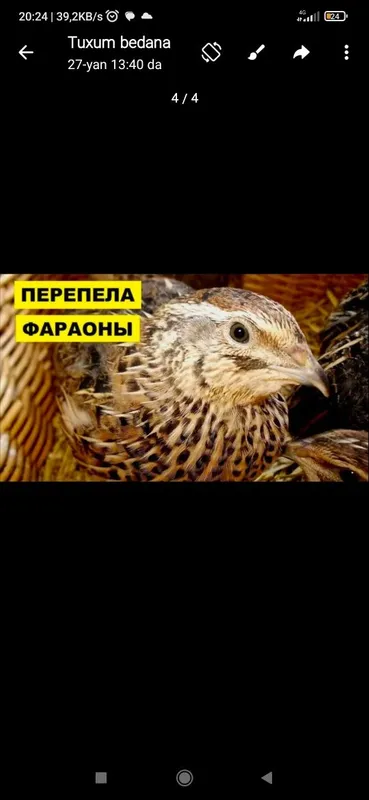 Bedana optim sotiladi Italiya tuxum yo'nalishda