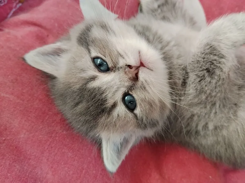 Срочно Продаётся котят — фото 2