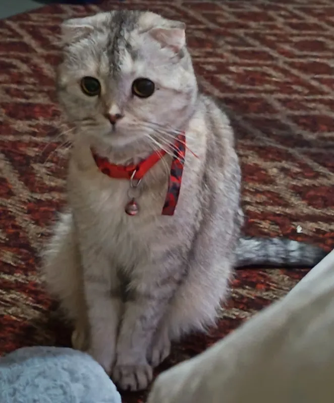 Скотиш Фолд девочка 2 Скотиш Фолд девочка 2