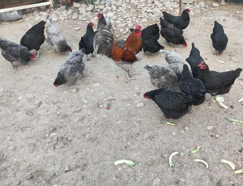 Australorp zotli tovuq tuxumlari sotiladi. — фото 2