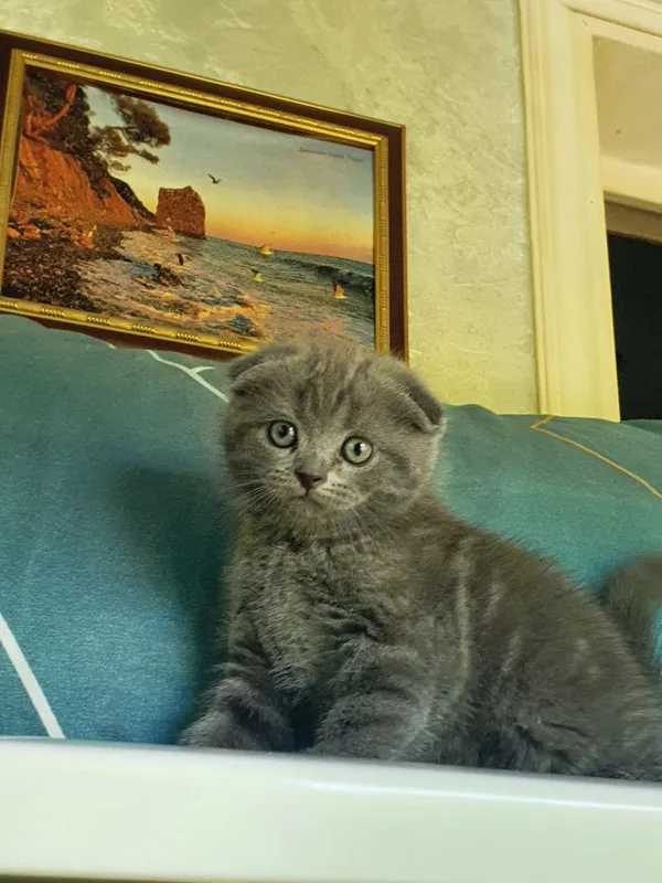 Скотиш фолд; девочка 2