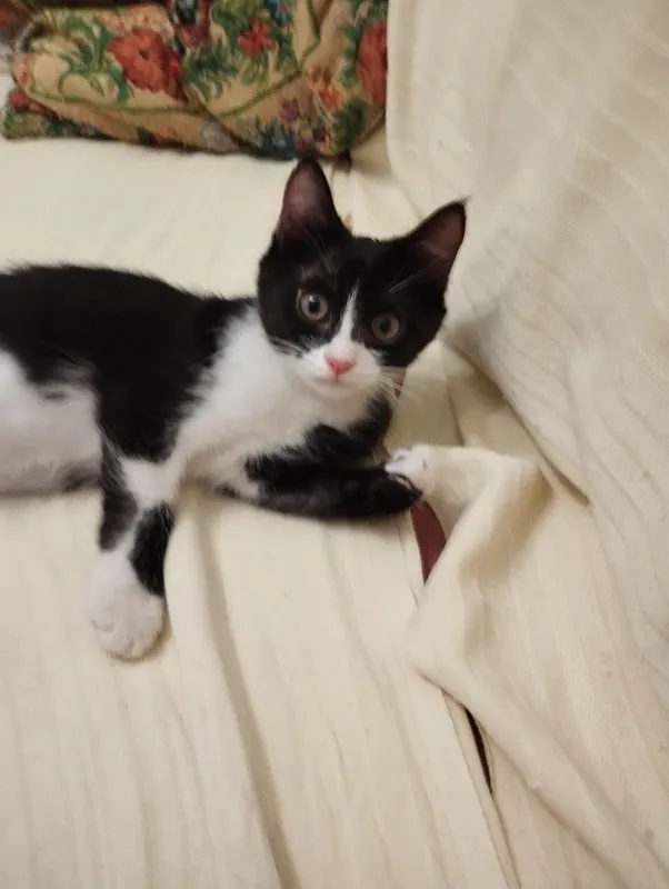 Котята породистые — фото 2