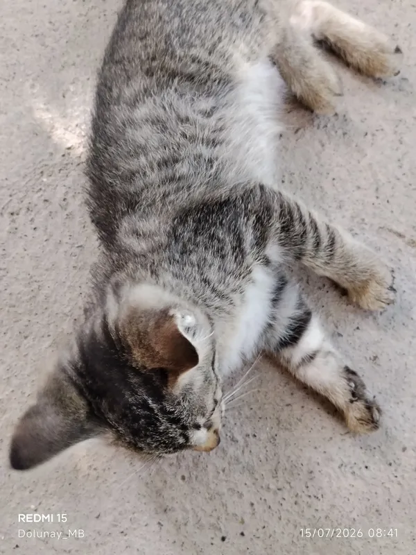 Котёнок 1 Котёнок 1