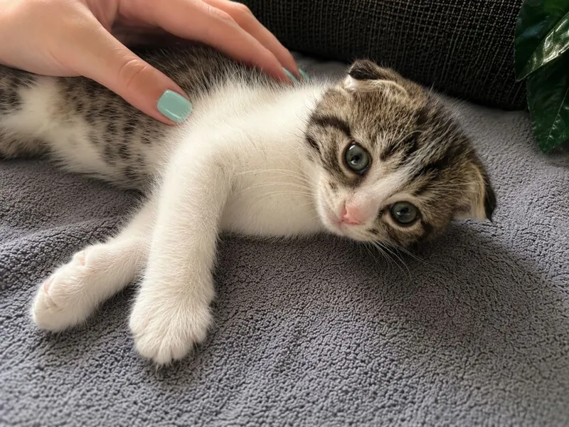 Продаю вислоухого котенка 1 Продаю вислоухого котенка 1