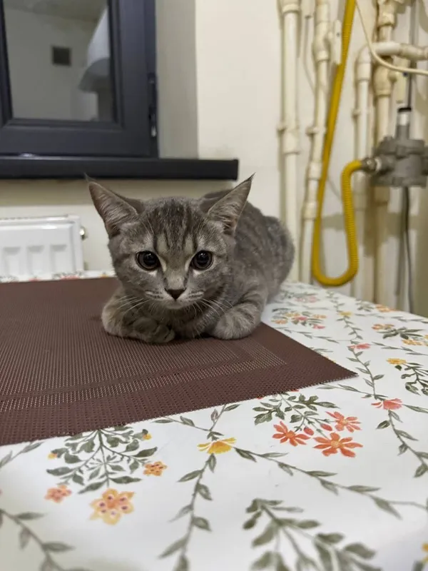 Mushuk British fold toyger bn aralash 5 Mushuk British fold toyger bn aralash 5