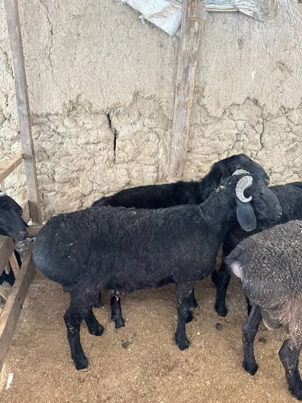 Qo'y qo'chqor anorzor mahallada — фото 1