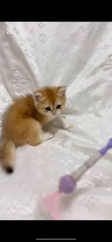 Scottish Fold и Scottish Straight Golden 5 Scottish Fold и Scottish Straight Golden 5
