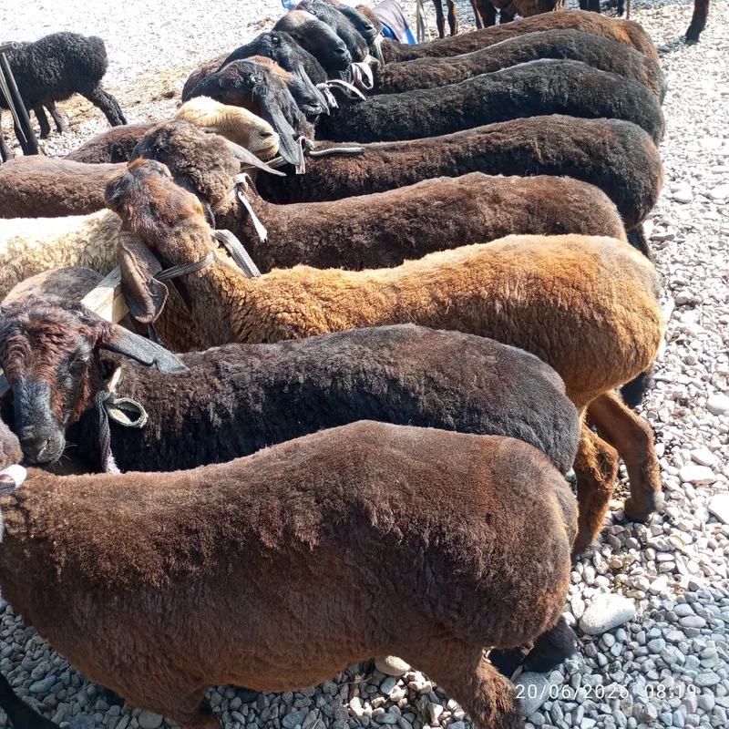 Продаются бараны 2 Продаются бараны 2