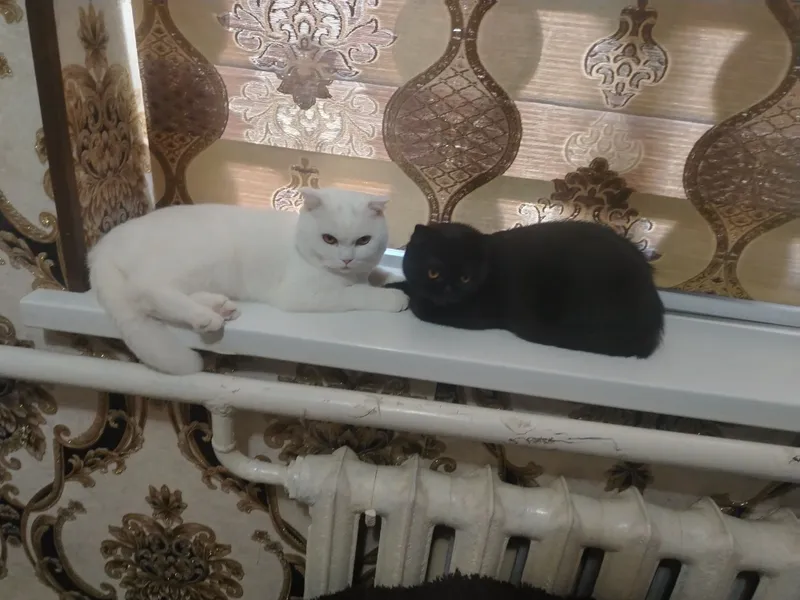 Мушук ок Кора ака сингил — фото 1