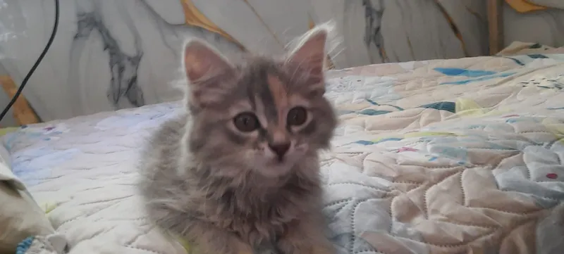 Котёнок ищет себе хозяина 2 Котёнок ищет себе хозяина 2