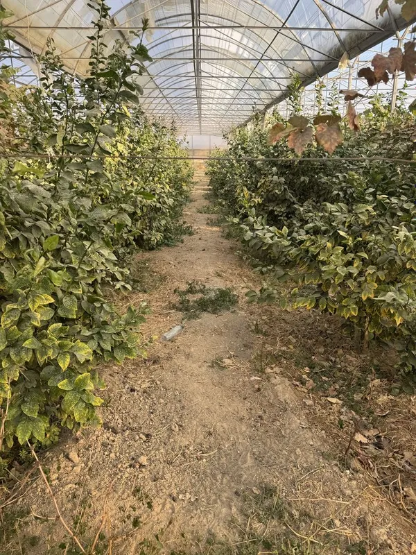 Lemon kochatlar bor 6 7 yilllik Limon hosilga kirgan — фото 1