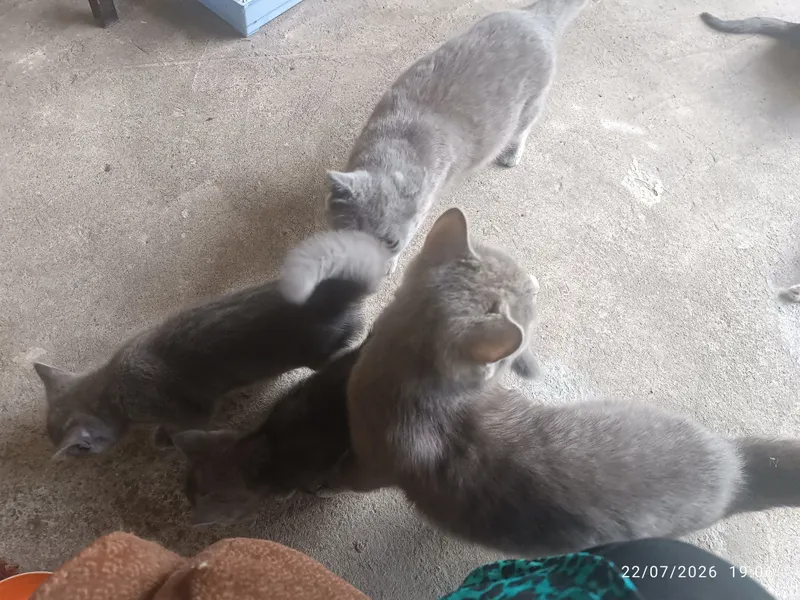 Hadyaga beriladi yaxshi qaraydiganlarga 4