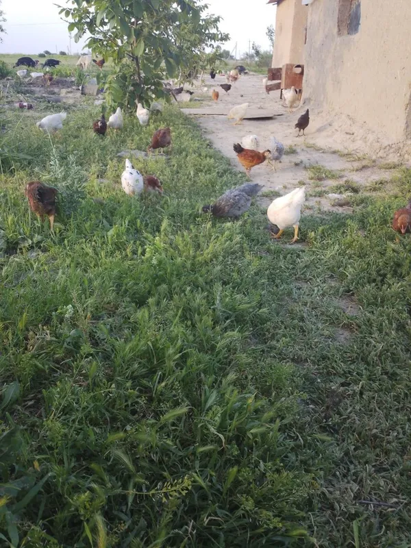 Tovuq. Jojallari sotiladi 200. Dona