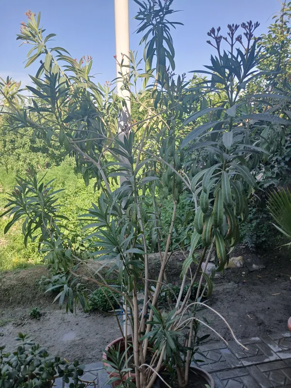 Gullar sotiladi narxi 100 ming sum — фото 1