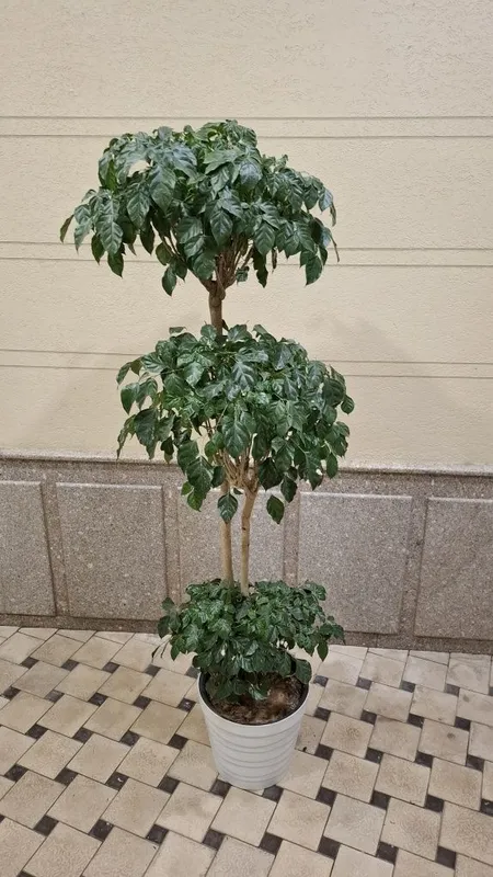 Radenmachera sotiladi 1 Radenmachera sotiladi 1