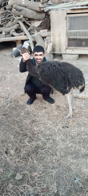 Tuyaqush sotiladi 3 Tuyaqush sotiladi 3