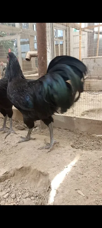 Astralorp Rumin 6 oylik horozlar sotiladi juda go'zal. 2