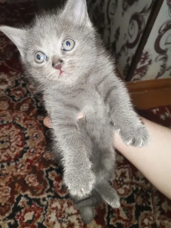 Мушук скотиш фолд — фото 1