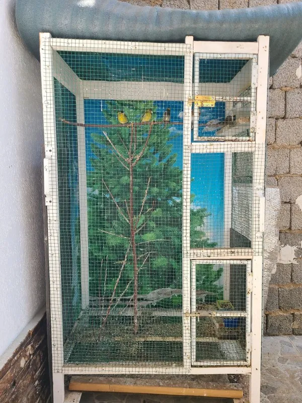 Kokil, Karalyok, Chijik va Repper