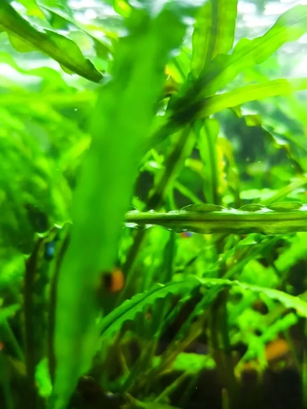 Spiralsimon kriptokorina Cryptocoryne spiralis) 2 Spiralsimon kriptokorina Cryptocoryne spiralis) 2