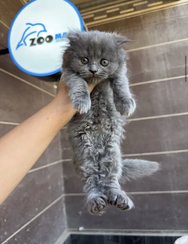 Mushuklar sotiladi 2 Mushuklar sotiladi 2