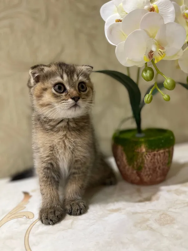 Кошка 2 Кошка 2
