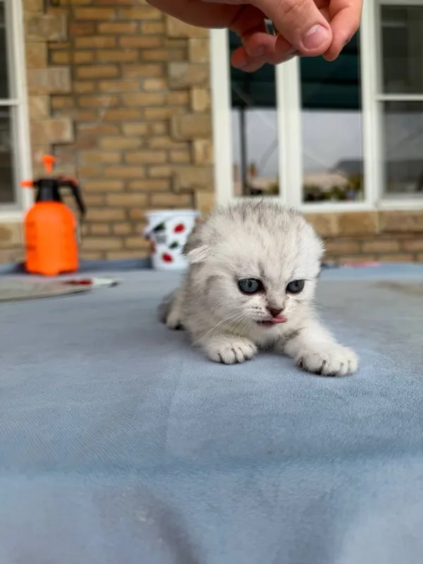 Котята маленькие 2 месяца — фото 5