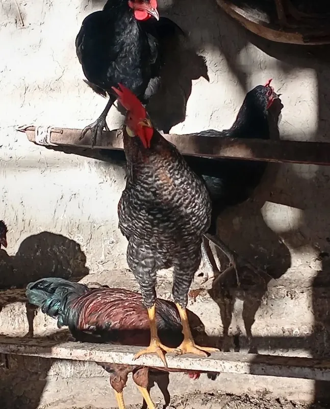 Xo'rozchalar sotiladi 1 Xo'rozchalar sotiladi 1